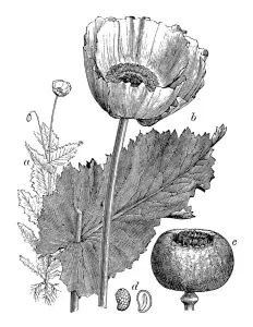 Poppy Prints: Antique illustration of Papaver somniferum (Opium poppy)