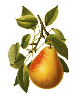 Healthy Eating Collection: Pear