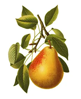 Printout Prints: Pear