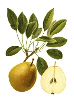 Printout Prints: Pears