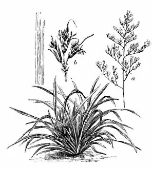 Flax Seed Collection: Antique illustration of Phormium tenax (flax, harakeke, New Zealand flax)