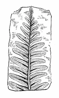 Images Dated 23rd January 2018: Antique illustration of plants: Fossil fern