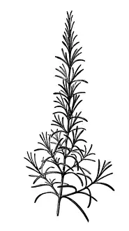 Antique illustration of Rosmarinus officinalis (rosemary)