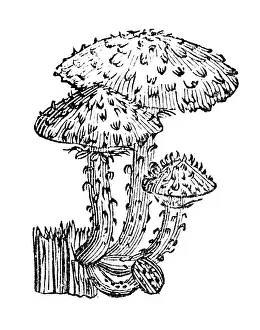 Antique illustration of shaggy scalycap or shaggy Pholiota (Pholiota squarrosa)