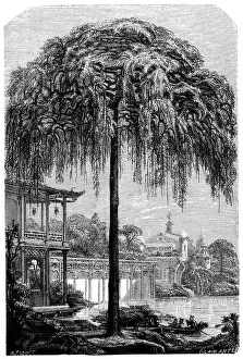 China Prints: Antique illustration of Styphnolobium japonicum (Pagoda Tree, Chinese Scholar)