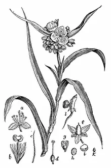Vegetable Prints: Antique illustration of Tradescantia virginiana (Virginia spiderwort)