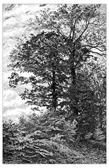 Images Dated 9th February 2016: Antique illustration of woods of bur oaks at VerriA┼íres-le-Buisson (France)