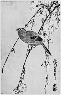 Images Dated 7th August 2017: Antique Japanese Illustration: Bird and flowers by Hiroshige I