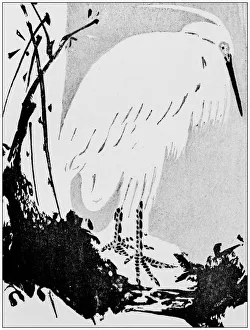 Images Dated 7th August 2017: Antique Japanese Illustration: Crane by Bunrei