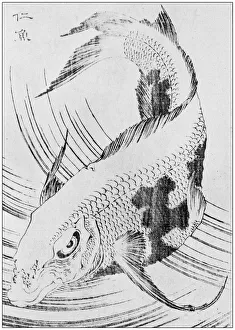 Images Dated 7th August 2017: Antique Japanese Illustration: Fish by Hokusai