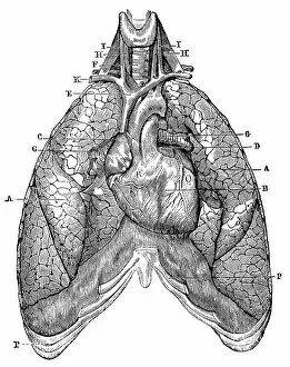 Images Dated 7th May 2013: Antique medical scientific illustration high-resolution: lungs and heart