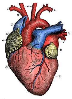 Science Inspired Art Gallery: Antique medical scientific illustration high-resolution: heart