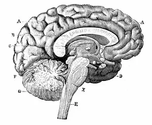 Human Internal Organ Collection: Antique medical scientific illustration high-resolution: brain