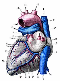 Human Internal Organ Collection: Antique medical scientific illustration high-resolution: Heart