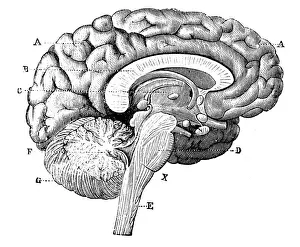 Cross Section Prints: Antique medical scientific illustration high-resolution: brain
