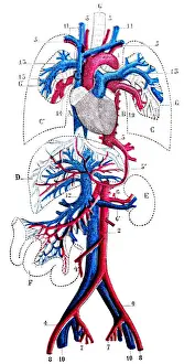 Antique medical scientific illustration high-resolution: Circulatory system