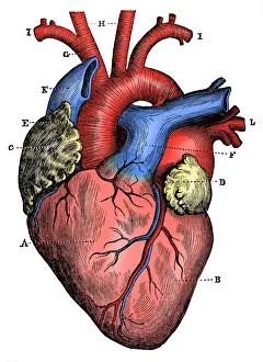 Healthcare And Medicine Prints: Antique medical scientific illustration high-resolution: heart
