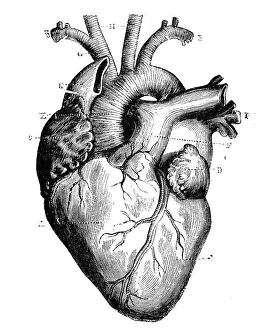 Healthcare And Medicine Prints: Antique medical scientific illustration high-resolution: heart