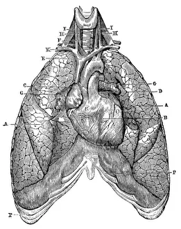 Respiratory System Prints: Antique medical scientific illustration high-resolution: lungs and heart