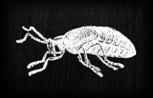 Insect Lithograph Prints: Antique old French engraving illustration: Insect