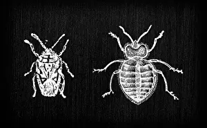 Insect Lithograph Prints: Antique old French engraving illustration: Insect Thumbtack bedbug