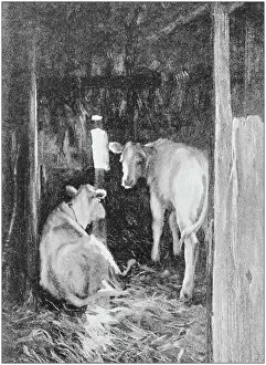 Images Dated 13th October 2017: Antique photo of paintings: Cows