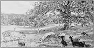 Antique photo of paintings: Landscape