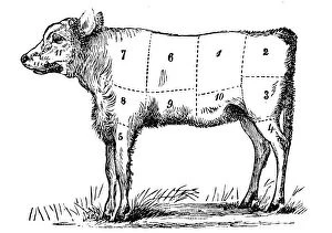 Images Dated 19th October 2017: Antique recipes book engraving illustration: Veal sections