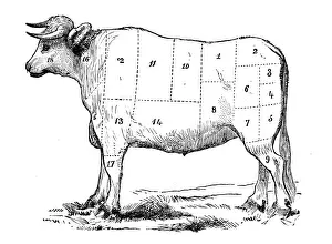 Antique Recipe Book Engraving Illustrations Prints: Antique recipes book engraving illustration: Beef sections