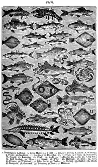 Antique recipes book engraving illustration: Fish / Seafood
