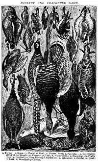 Antique recipes book engraving illustration: Poultry and gamebirds