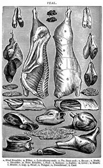 Images Dated 17th October 2017: Antique recipes book engraving illustration: Veal