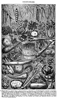 Antique Recipe Book Engraving Illustrations Prints: Antique recipes book engraving illustration: Vegetables