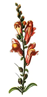Antirrhinum majus (common snapdragon; often - especially in horticulture - simply