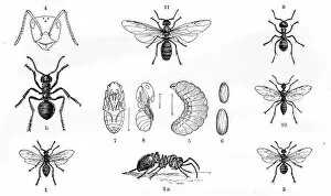 Engravings Gallery: Ants engraving 1884