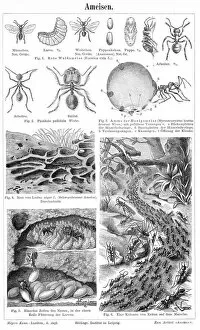 Insect Gallery: Ants engraving 1895
