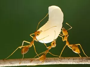 Ants and their larvae