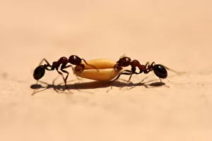 Images Dated 16th May 2011: Ants working togeather