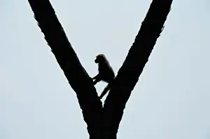 Art Wolfe Photography Prints: Anubis baboon (Papio anubis) in tree, silhouette, Kenya