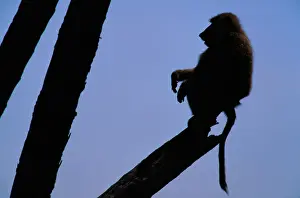 Art Wolfe Photography Prints: Anubis baboon (Papio anubis) in tree, silhouette, Kenya
