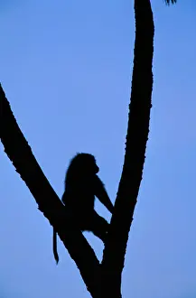 Art Wolfe Photography Prints: Anubis baboon (Papio anubis) in tree, silhouette, Kenya