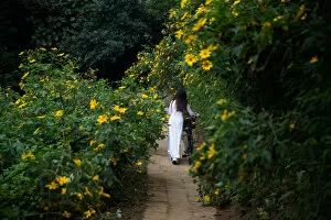 Images Dated 17th November 2016: Ao Dai - Woman with bycicle walking between flower plant