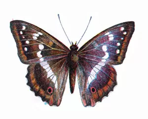 Colourful Butterflies Gallery: Apatura iris, the purple emperor, Butterfly, Insects, Wildlife illustration