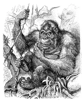 Illustrated Prints: Ape (Simia Satyrus)