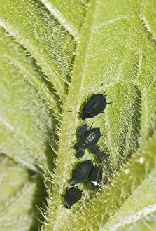 Aphids -Aphididae- on a leaf