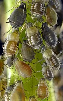 Aphids -Aphidoidea-, colony, pests, macro shot, Baden-Wurttemberg, Germany