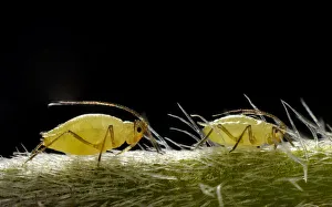Aphids -Aphidoidea- on a Daisy -Bellis perennis-, macro shot, Stuttgart, Baden-Wuerttemberg, Germany Images Dated 13th April 2013: Aphids -Aphidoidea- on a Daisy -Bellis perennis-, macro shot, Stuttgart, Baden-Wuerttemberg, Germany