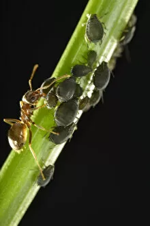 Images Dated 8th June 2013: Aphids -Aphidoidea- being milked by an Ant -Formidicae-, beneficial insects and pests, macro shot