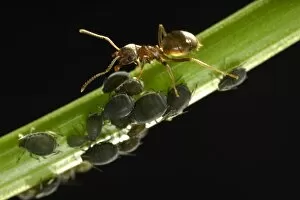 Symbiotic Relationship Collection: Aphids -Aphidoidea- being milked by an Ant -Formidicae-, beneficial insects and pests, macro shot