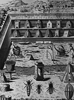 Apiary Equipment